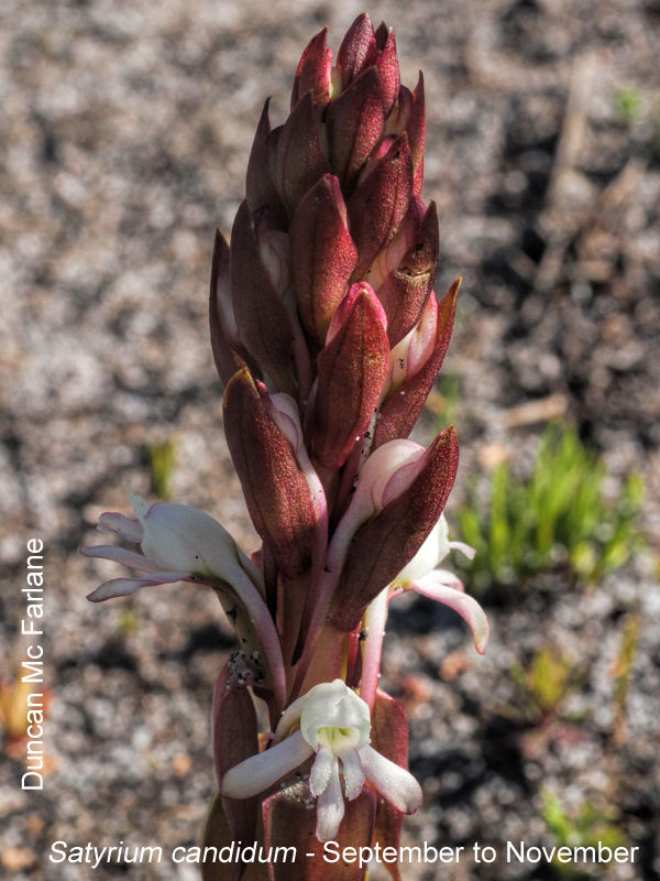 Satyrium candidum by Duncan McFarlane