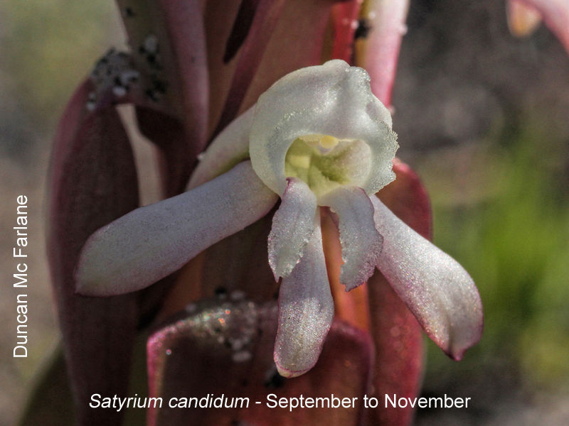 Satyrium candidum by Duncan McFarlane