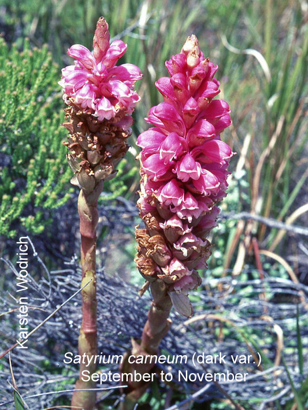 Satyrium carneum sp by Karsten Wodrich