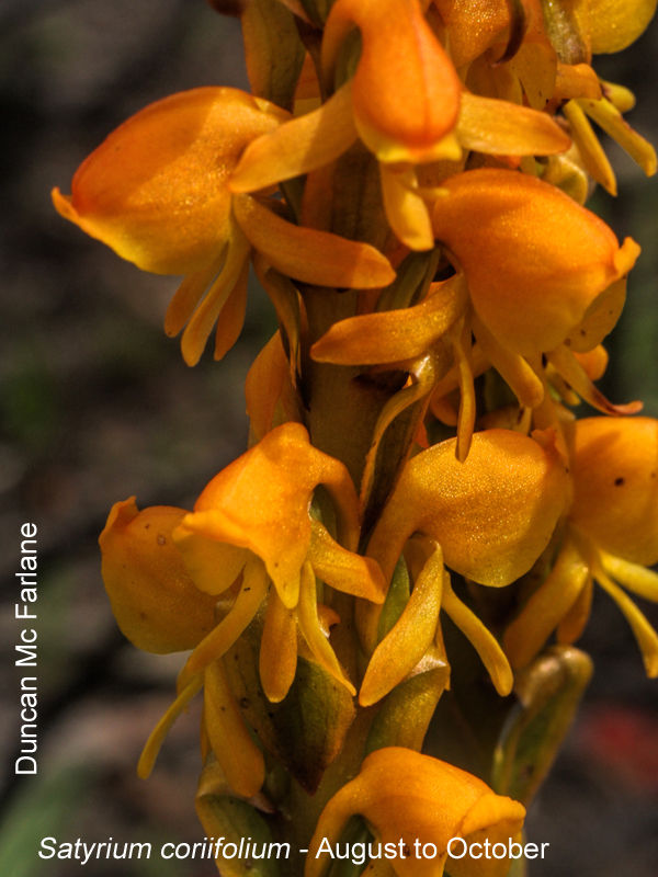 Satyrium coriifolium by Duncan McFarlane