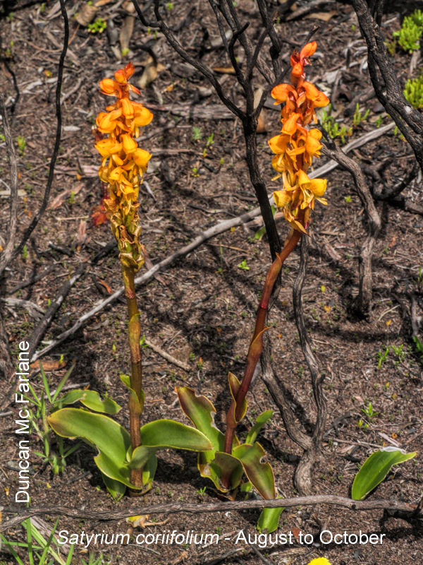 Satyrium coriifolium by Duncan McFarlane