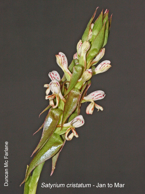 Satyrium cristatum by Duncan McFarlane