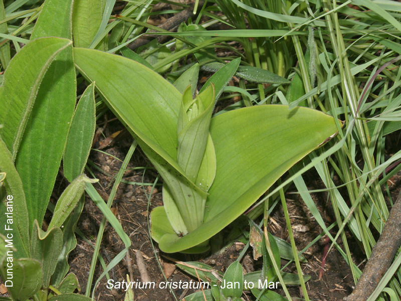 Satyrium cristatum by Duncan McFarlane