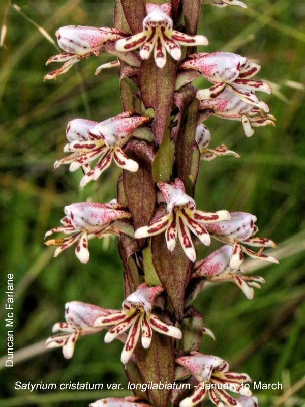 Satyrium cristatum by Duncan McFarlane