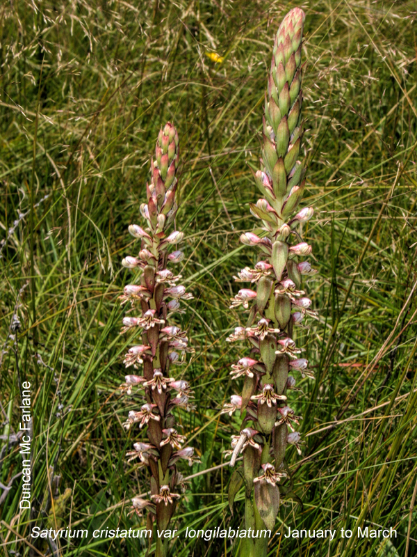 Satyrium cristatum by Duncan McFarlane