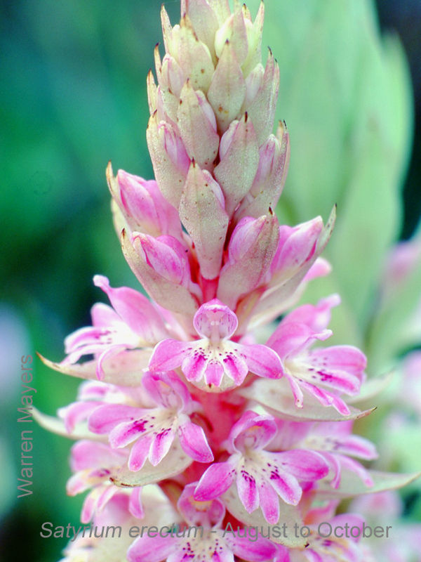 Satyrium erectum by Warren Mayers