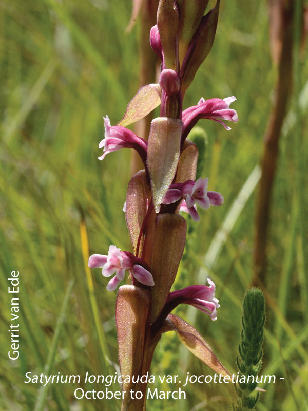 Satyrium longicauda var jacottetianum by Gerrit van Ede