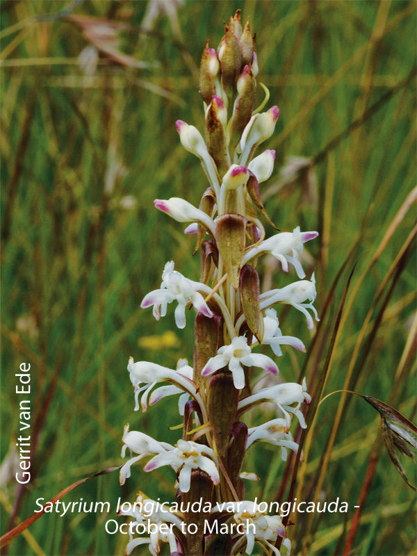 Satyrium longicauda var longicauda by Gerrit van Ede