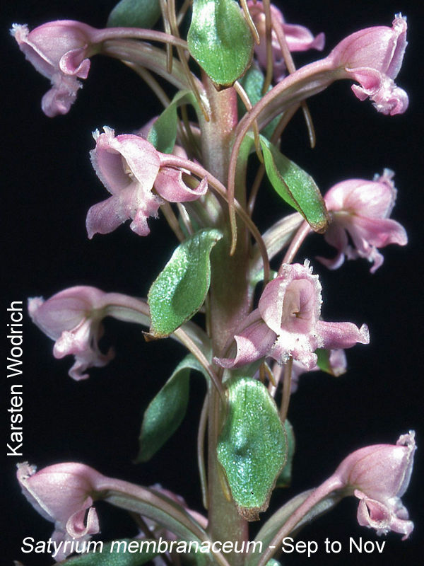 Satyrium membranaceum by Karsten Wodrich