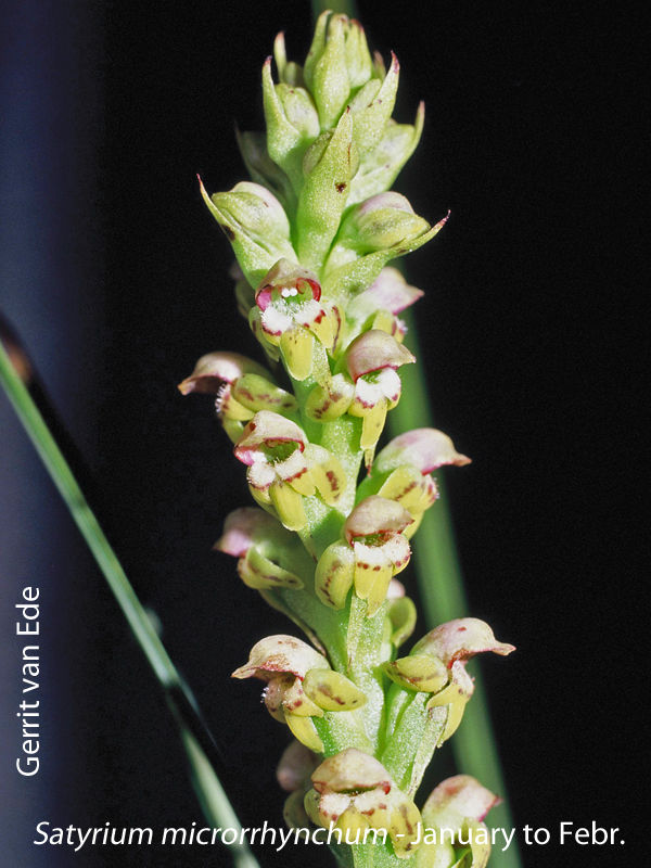 Satyrium microrrhynchum by Gerrit van Ede