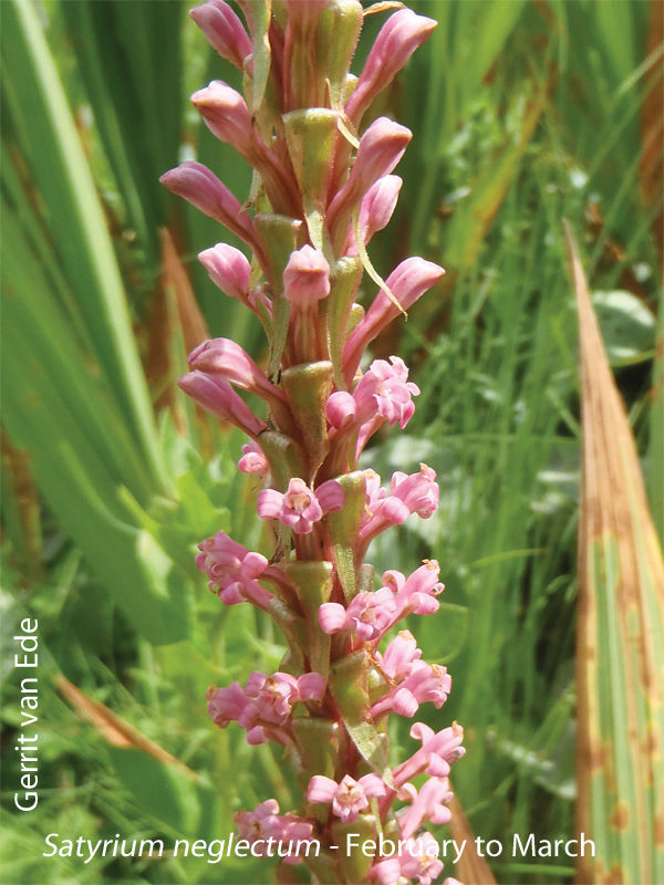 Satyrium neglectum by Gerrit van Ede