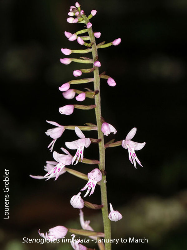 Stenoglottis fimbriata by Lourens Grobler 