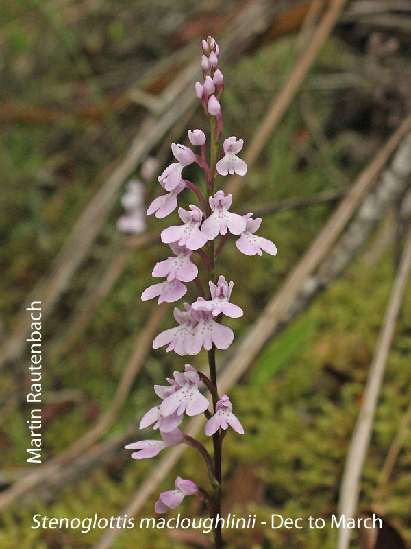 Stenoglottis macloughlinii by Martin Rautenbach 