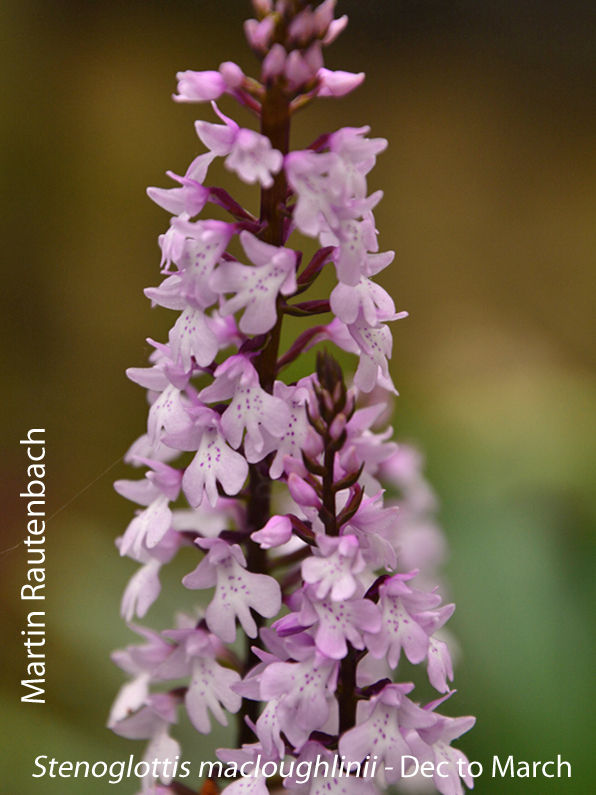 Stenoglottis macloughlinii by Martin Rautenbach 