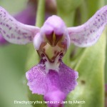 Brachycorythis teniour