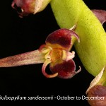 Bulbophyllum sandersonii