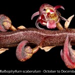 Bulbophyllum scaberulum