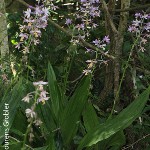 Calanthe