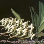 Cyrtorchis praetermissa subsp. zuluensis
