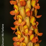 Disa chrysostachya by Duncan Mc Farlane