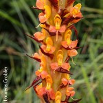 Disa chrysostachya