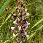 Disa cooperi by Duncan McFarlane