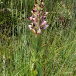 Disa cooperi by Duncan McFarlane