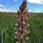 Disa cooperi by Lourens Grobler 01