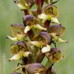 Disa cornuta