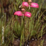 Disa filicornis