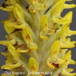 Disa fragrans