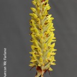 Disa fragrans by Duncan Mc Farlane