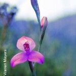 Disa racemosa by Warren Mayers