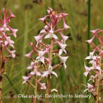 Disa scullyi