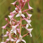 Disa scullyi by Martin Rautenbach 