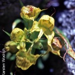 Disa telipogonis