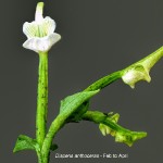 Disperis anthoceras by Duncan McFarlane