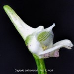 Disperis anthoceras by Duncan McFarlane