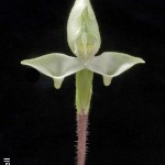 Disoeris bolusiana by M Hall