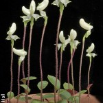 Disperis bolusiana