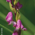Disperis cooperi by Gerrit van Ede