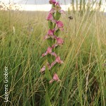 Disperis cooperi by Lourens Grobler