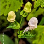 Disperis fanniniae