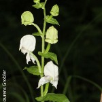 Disperis fanniniae by Lourens Grobler 