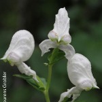 Disperis fanniniae by Lourens Grobler 