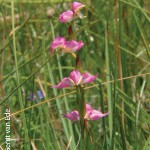 Disperis oxyglossa