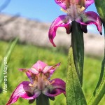 Disperis paludosa