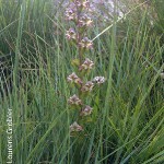 Disperis renibracta