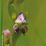 Disperis stenoplectron by Gerrit van Ede