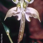 Disperis thorncroftii